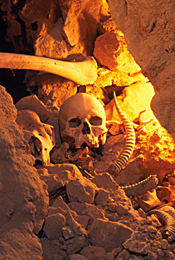 Bones of Murubbeh - Photo by Lars Bjurstrom
