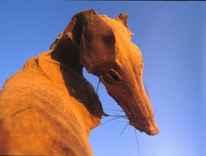 Fig 2: Arabian Fox nearly 2000 years old