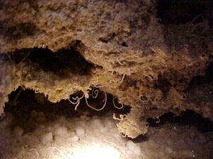 Delicate gypsum hairs and needles line the Crack in Back of UPM Cave