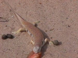 Sandfish visitor (Photo M. Alshanti)