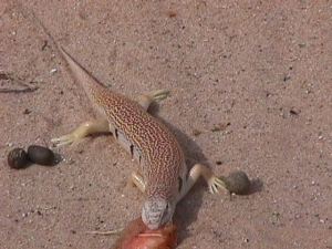 Sandfish visitor (Photo M. Alshanti)