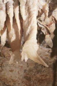 Ducktail stalactite