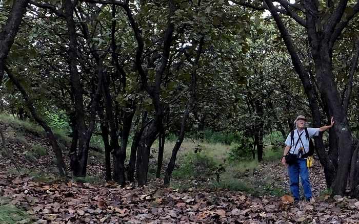 Trees marked for death