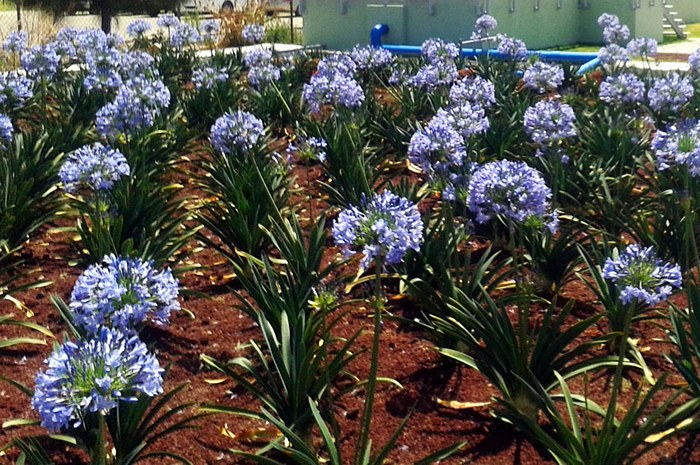 Agapanthus-in-tezontle-filled-wetland