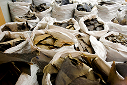 Shark fins for sale in Hong Kong