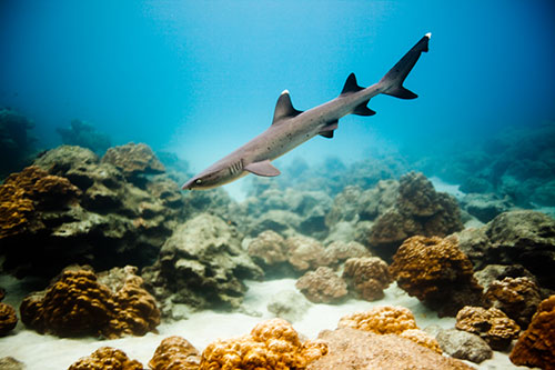Shark at Cocos Island - Photo courtesy of Ben Horton and National Geographic