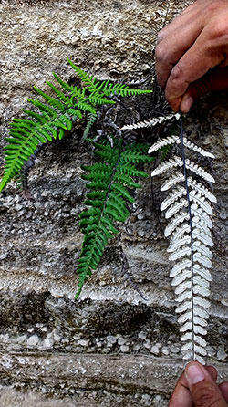 Silverback fern