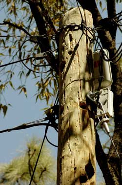 Telephone Pole full of woodpecker holes