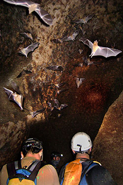 Leptonycteris bats in Chapuzón Cave, Jalisco, Mexico