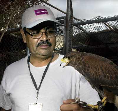 Andres Gonzalez, Director of CIVS Animal Rescue teaching a Harris's Hawk to fly