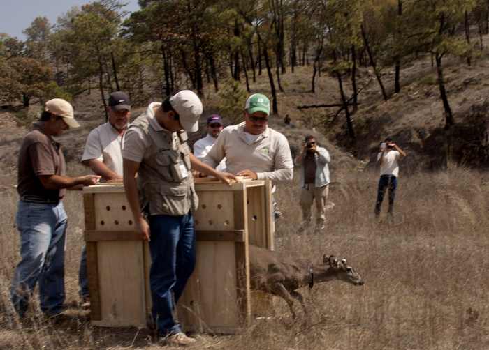 Release of deers into the Primavera Forest near Guadalajara, Mexico