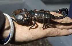 Harmless scorpion discovered at airport