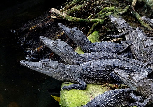 Baby crocodiles - La Manzanilla Sanctuary