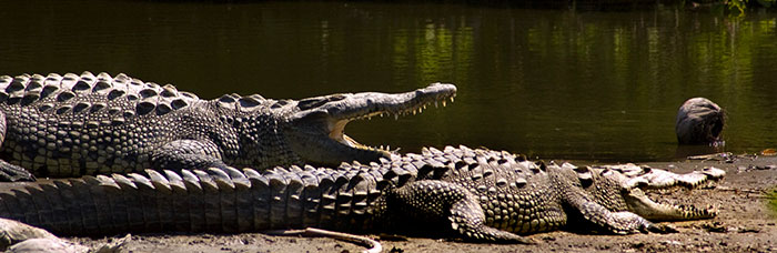 Crocodiles at El Cocodrilario de la Manzanilla