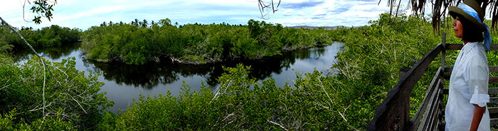 Estuary seen from tower