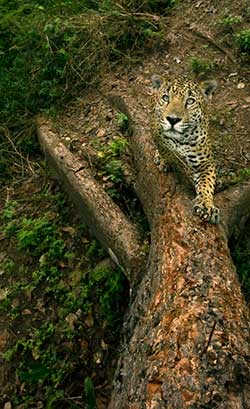 Jaguar on Scratching Tree - Photo by Alejandro Prieto