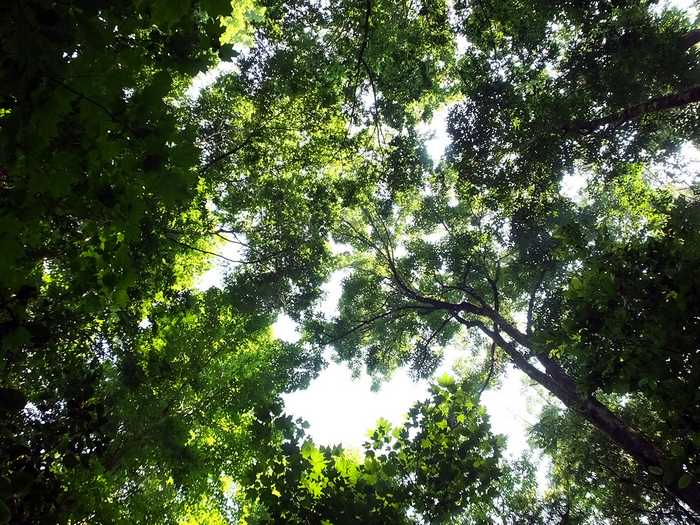 Bosque de Maples, Talpa, Jalisco, Mexico