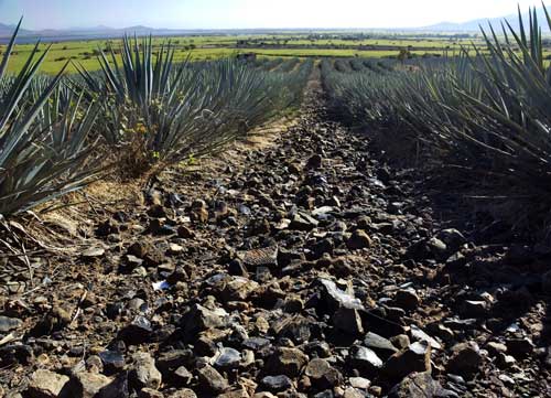 Obsidian is found even between the ubiquitous tequila agaves.
