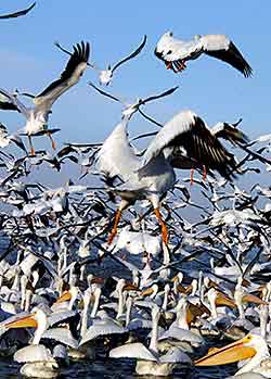 Pelicans of Petatán