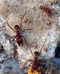 Leaf-Cutter Ants