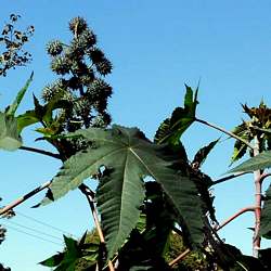 Castor Oil Plant