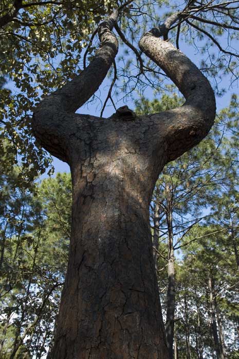 The Lyre Tree