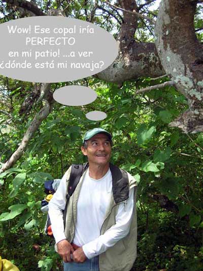 "Wow! This copal tree would go GREAT in my patio!" says Jorge Monroy