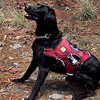 Canine Detectives in Lacandona Wilderness