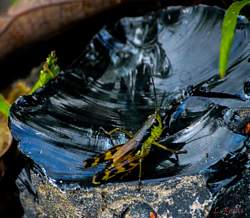 Obsidian - Photo by L. Rojas