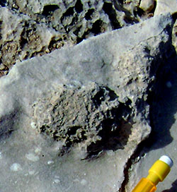 stromatolite found in Oman