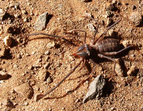 One more bizarre arachnid is the camel spider, also known as wind spider or 
