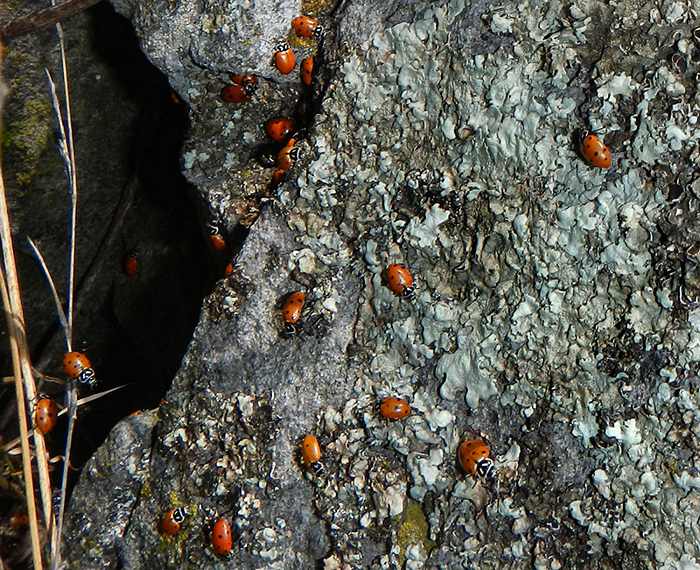 ladybugs on La Tetilla de Ameca