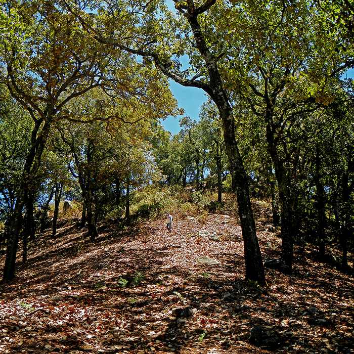 the High Forest near La Tetilla