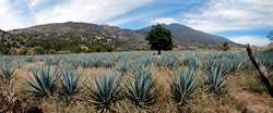 Agaves and Tequila Volcano