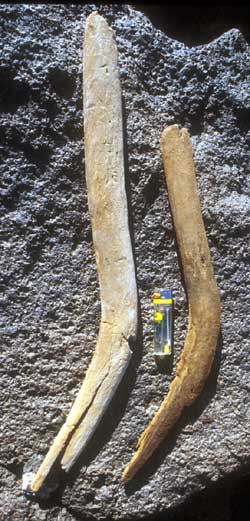 Throwing sticks found in Saudi cave. Photo by J. Pint