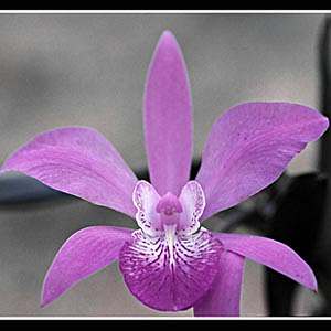 Orchid Photo by Jesus Moreno N.