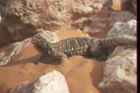 The red sands are home to me!